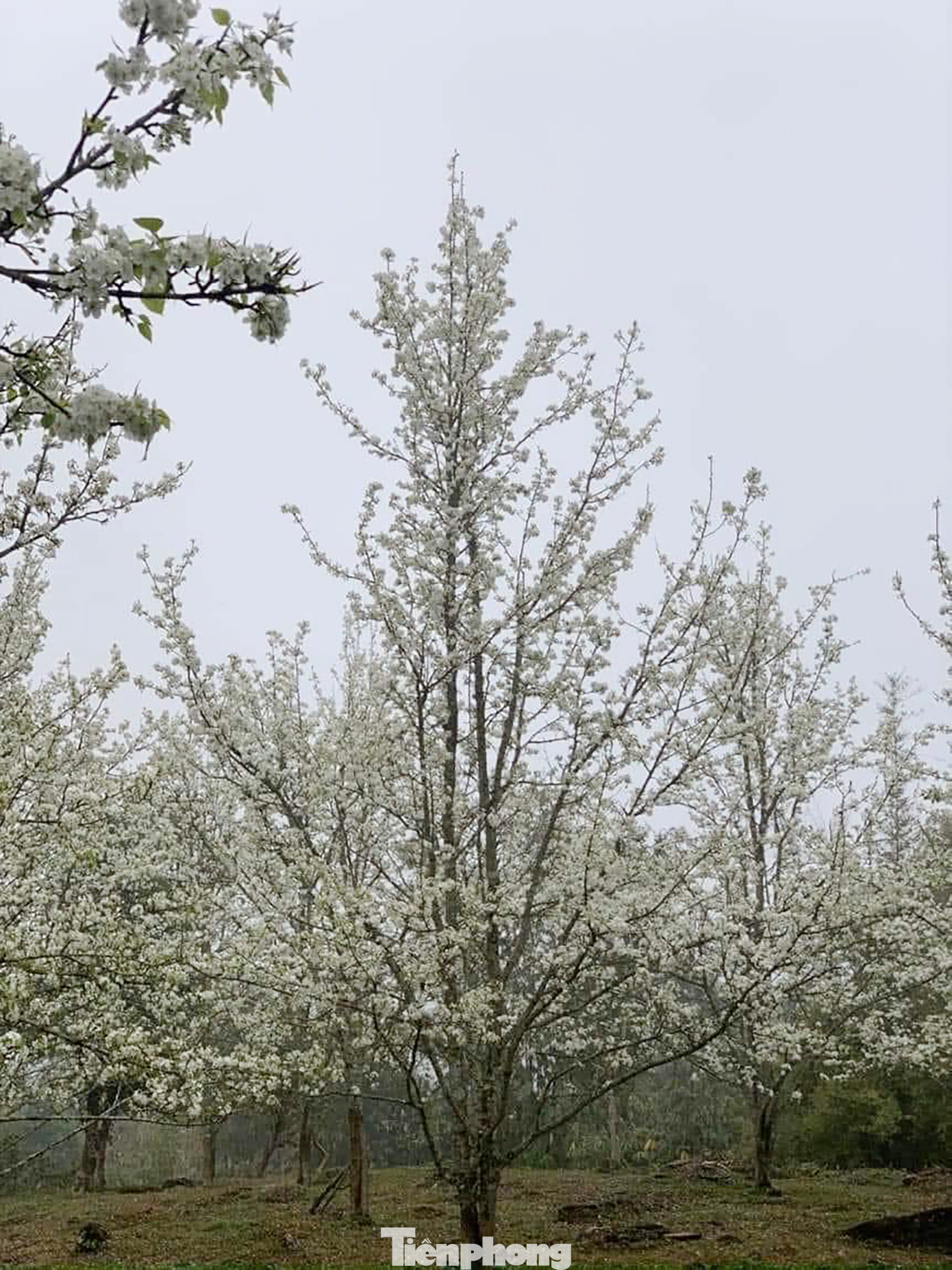 Năm nay, những vườn lê lớn nhất ở xã Hồng Thái (Na Hang, Tuyên Quang) bắt đầu nở từ giữa tháng 2 dương lịch. Nhưng muốn ngắm lê nở đẹp nhất ở đây thì hiện tại chính là thời điểm thích hợp.