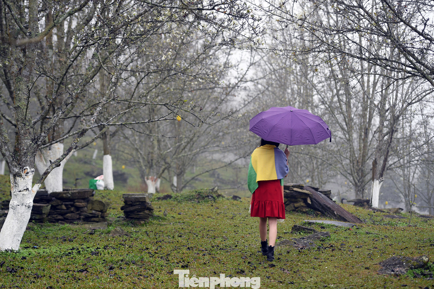 Đến giờ, sau gần 20 năm, những gốc lê này đã cao lớn và xoè tán rộng tạo thành khung cảnh rực rỡ mỗi độ xuân về.