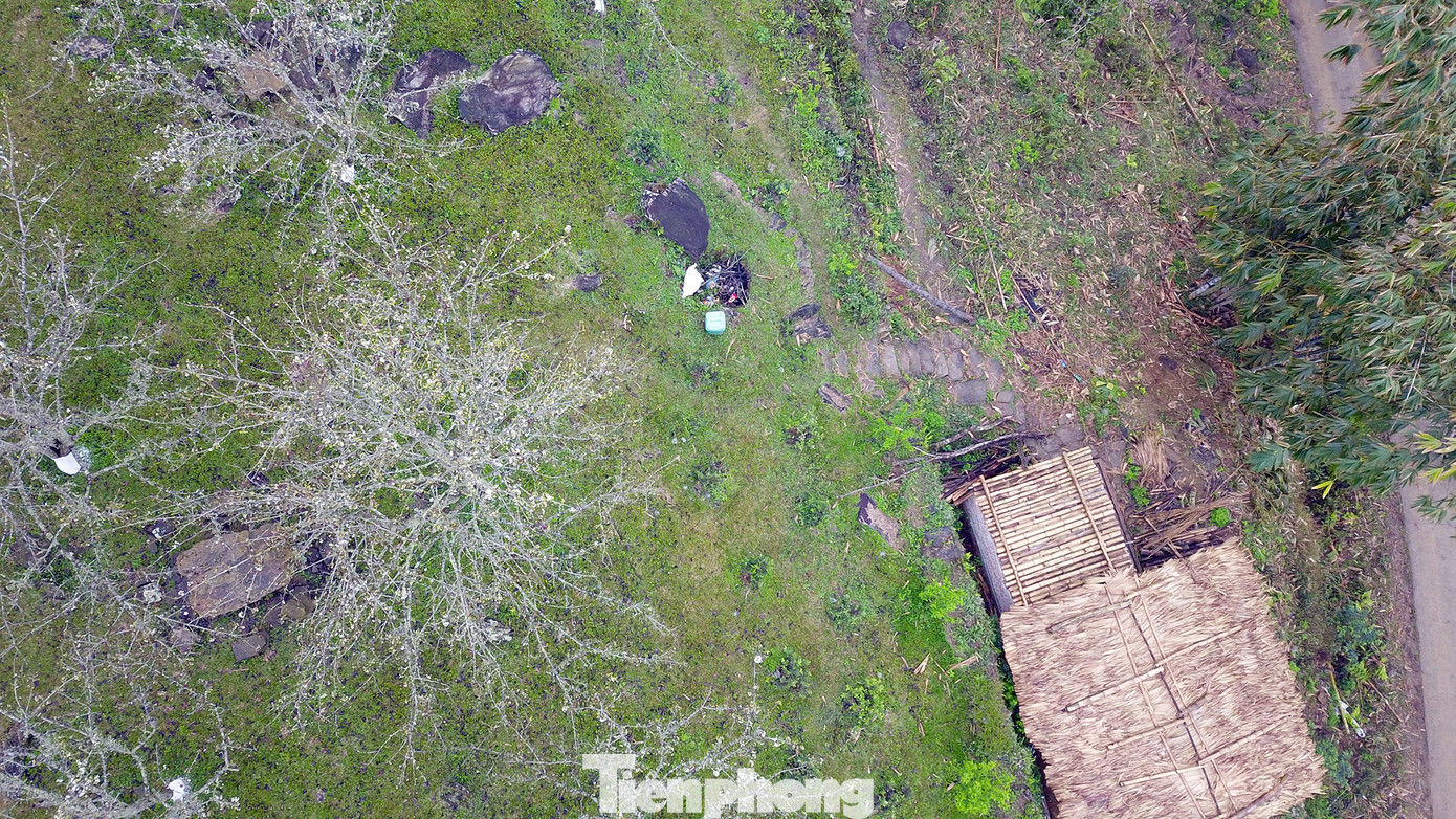 Anh Đặng Đức Lương cho biết các cành chiết sẽ phát triển chậm hơn nhưng vẫn đảm bảo cho trái sau khoảng 5 năm.