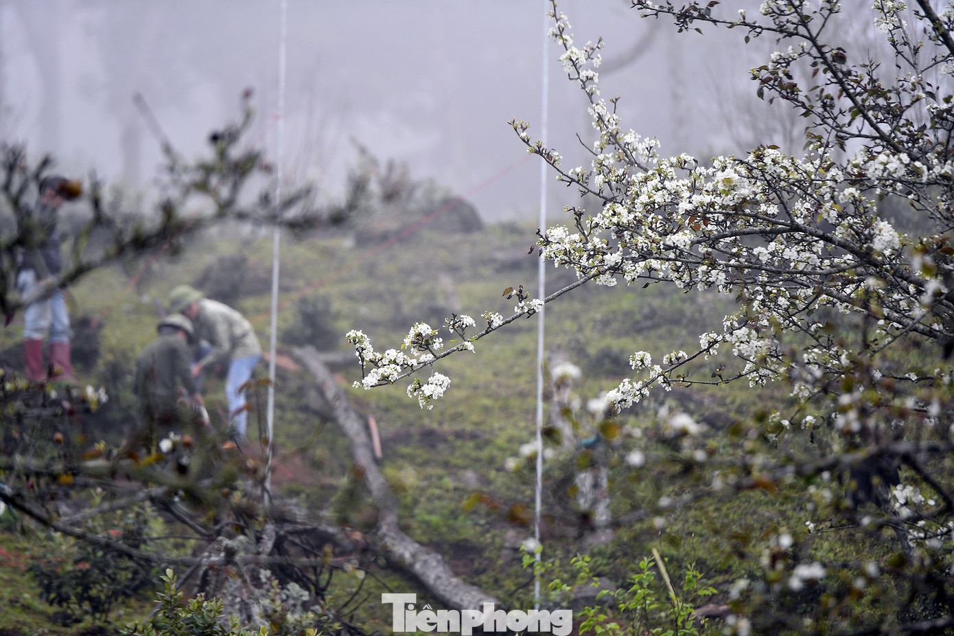 Từ Hà Nội, bạn sẽ mất khoảng 6 tiếng đồng hồ đi ôtô để lên tới huyện Na Hang. Nhưng công sức bỏ ra hoàn toàn xứng đáng khi được đứng giữa triền lê bạt ngàn đẹp như trong truyện cổ tích.