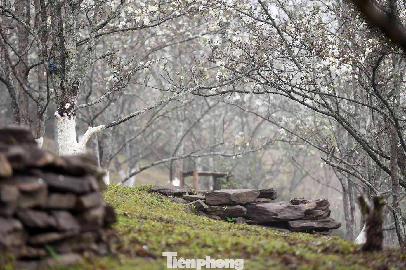 Một góc vườn lê đang nổi tiếng trên mạng xã hội ở Hồng Thái (Na Hang, Tuyên Quang).