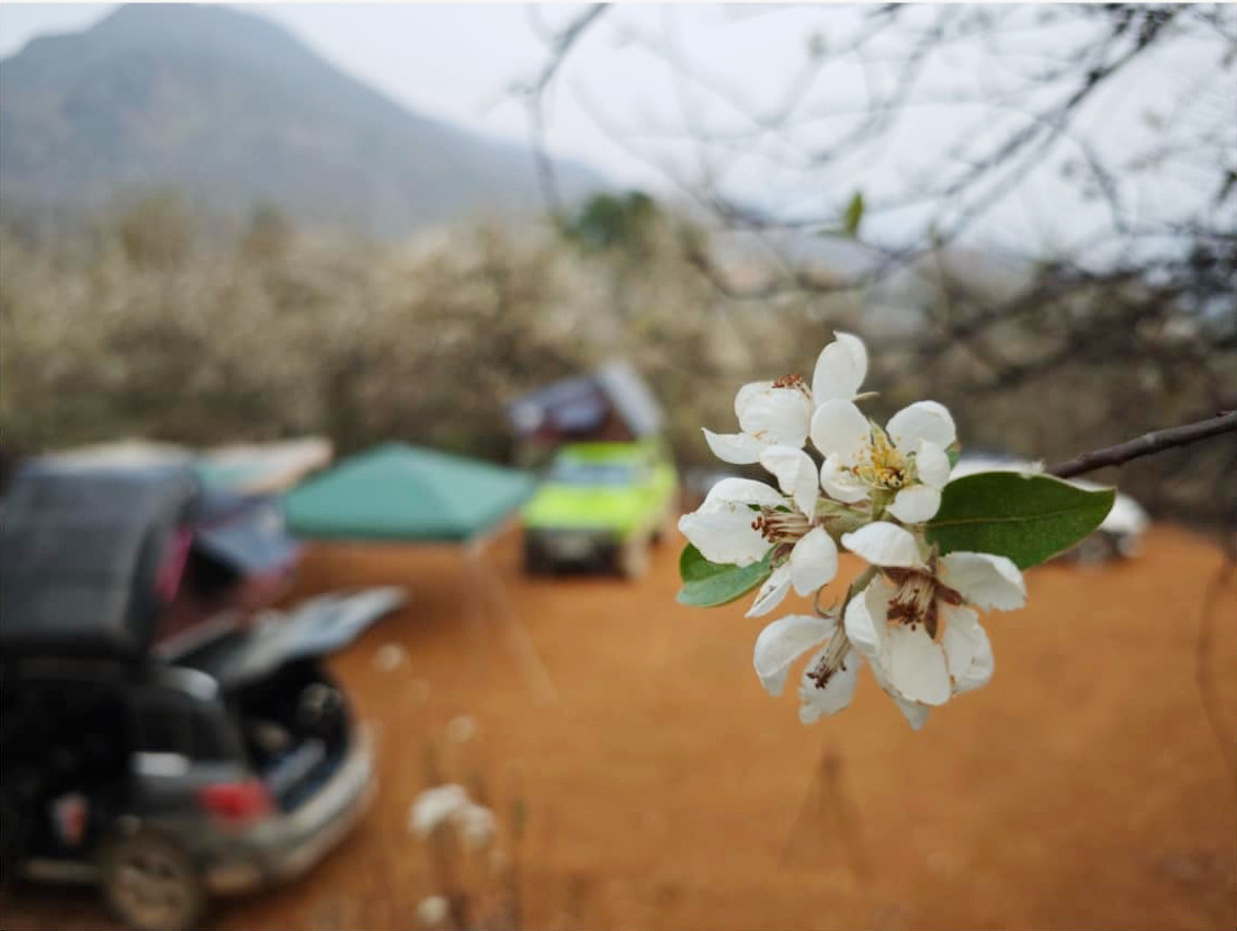 Hoa sơn tra còn được biết đến với tên gọi khác là hoa táo mèo. Hoa sơn tra có 5 cánh, nhụy vàng, màu không trắng muốt như mận, mơ và lê, mà hơi trắng ngà.