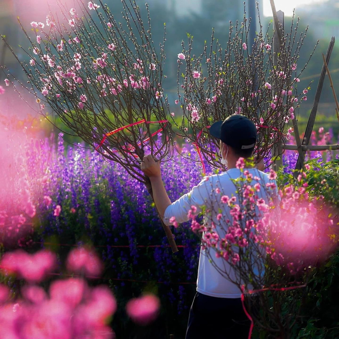 Vườn đào Nhật Tân những ngày cuối năm càng thêm nhộn nhịp. Ảnh: TUNG CAO Vườn đào Nhật Tân những ngày cuối năm càng thêm nhộn nhịp. Ảnh: TUNG CAO