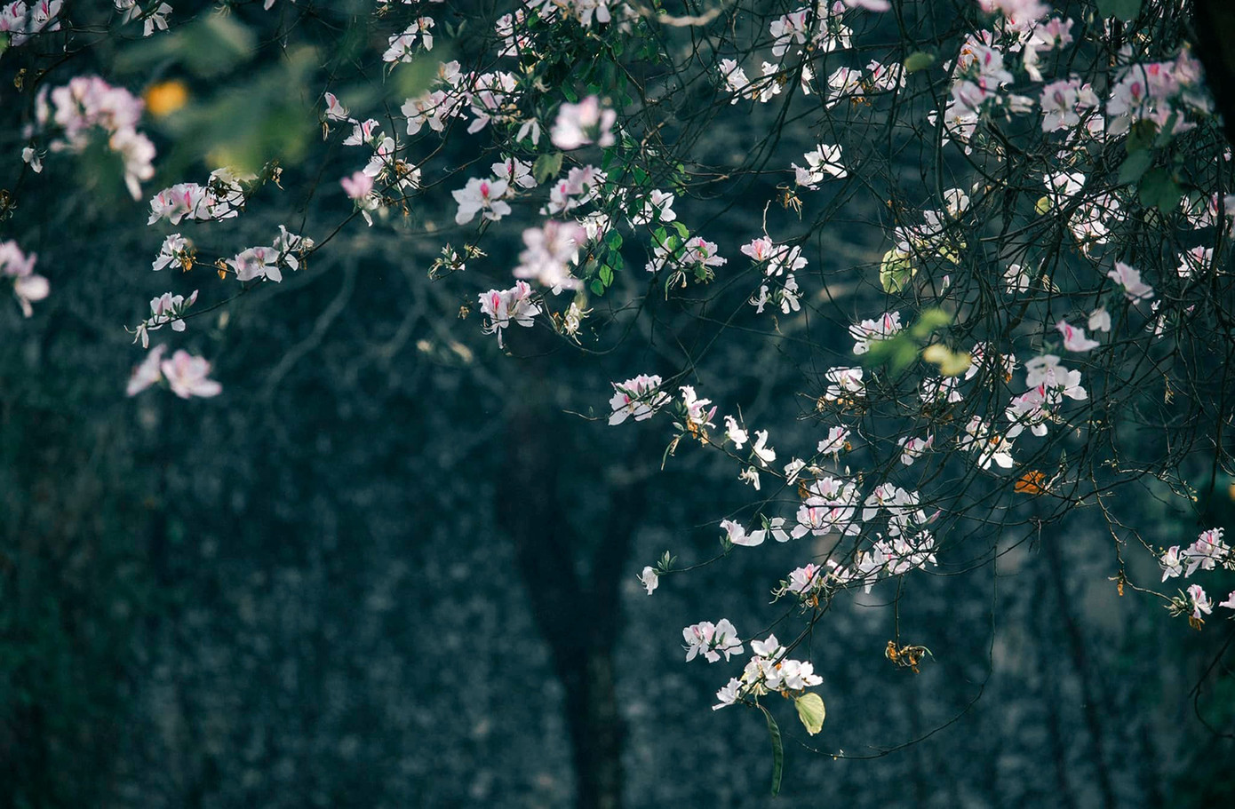 Thời điểm này, hoa ban đang nở rộ. Ảnh: BÙI NGỌC CÔNG Thời điểm này, hoa ban đang nở rộ. Ảnh: BÙI NGỌC CÔNG