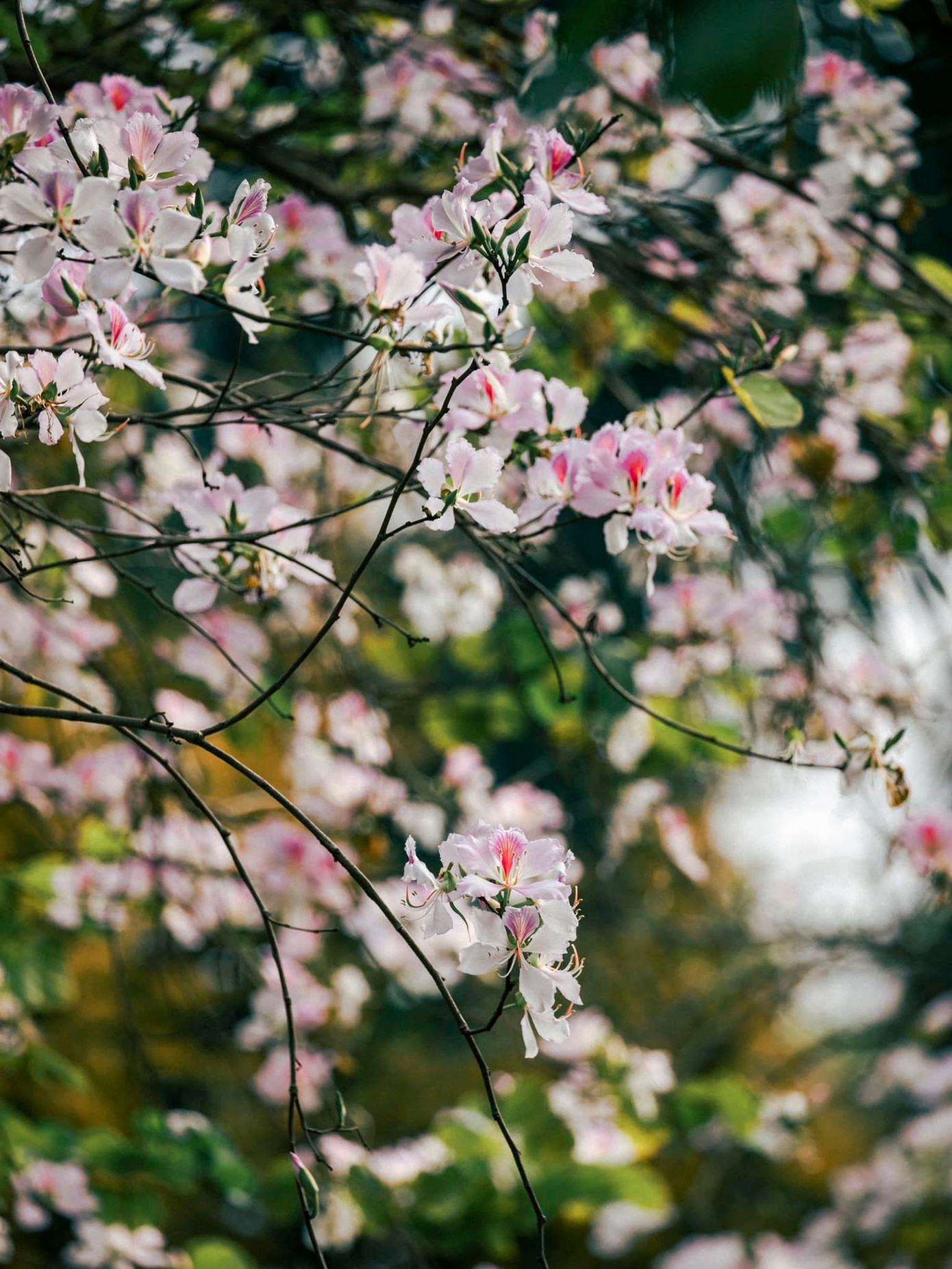 Loài hoa Tây Bắc khoe sắc giữa trời Thủ đô. Ảnh: BÙI NGỌC CÔNG Loài hoa Tây Bắc khoe sắc giữa trời Thủ đô. Ảnh: BÙI NGỌC CÔNG
