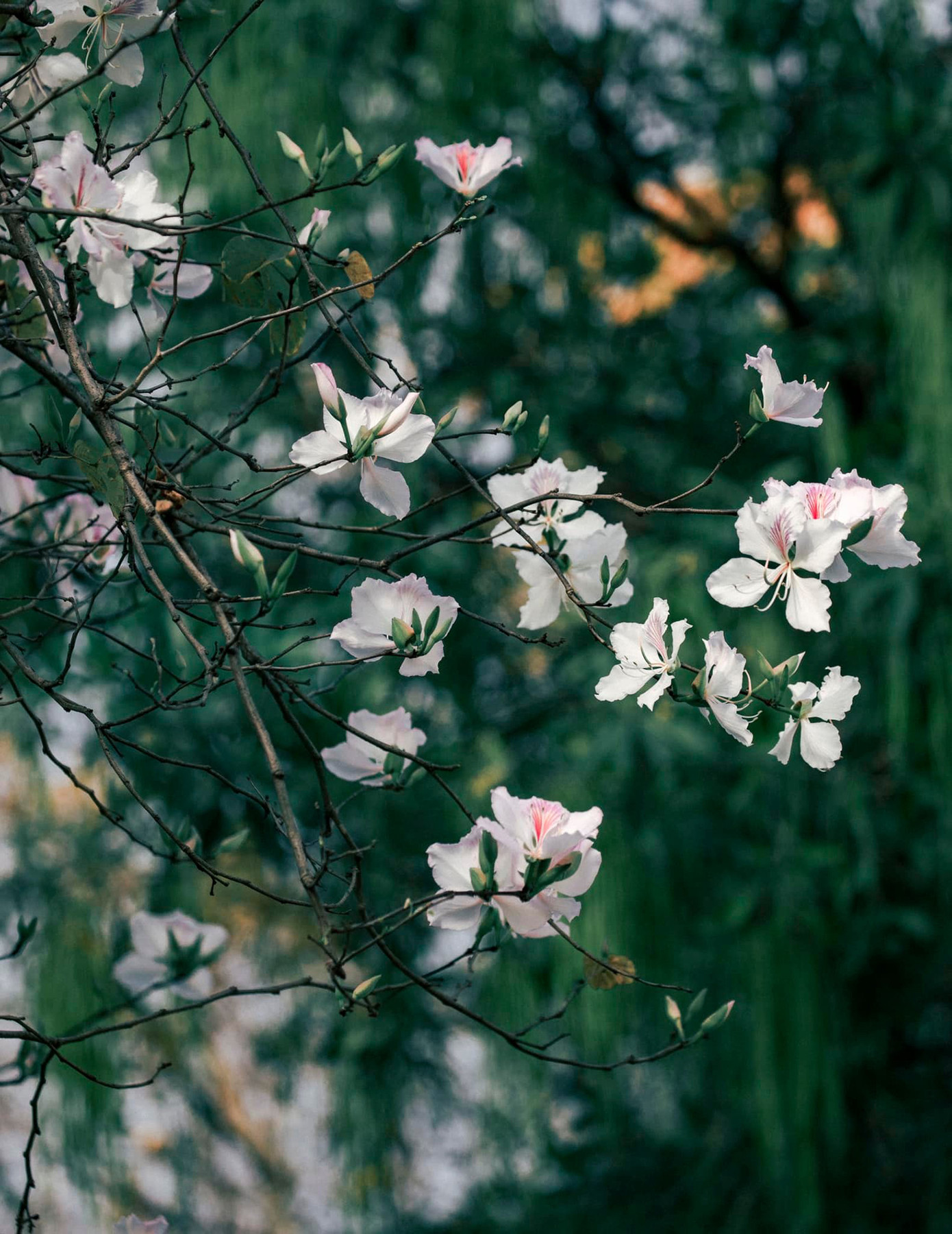 Tại Hà Nội, hoa ban được trồng nhiều trên các tuyến phố như Bắc Sơn, Hoàng Diệu, Thanh Niên... và trong nhiều công viên của Thủ đô. Ảnh: BÙI NGỌC CÔNG Tại Hà Nội, hoa ban được trồng nhiều trên các tuyến phố như Bắc Sơn, Hoàng Diệu, Thanh Niên... và trong nhiều công viên của Thủ đô. Ảnh: BÙI NGỌC CÔNG