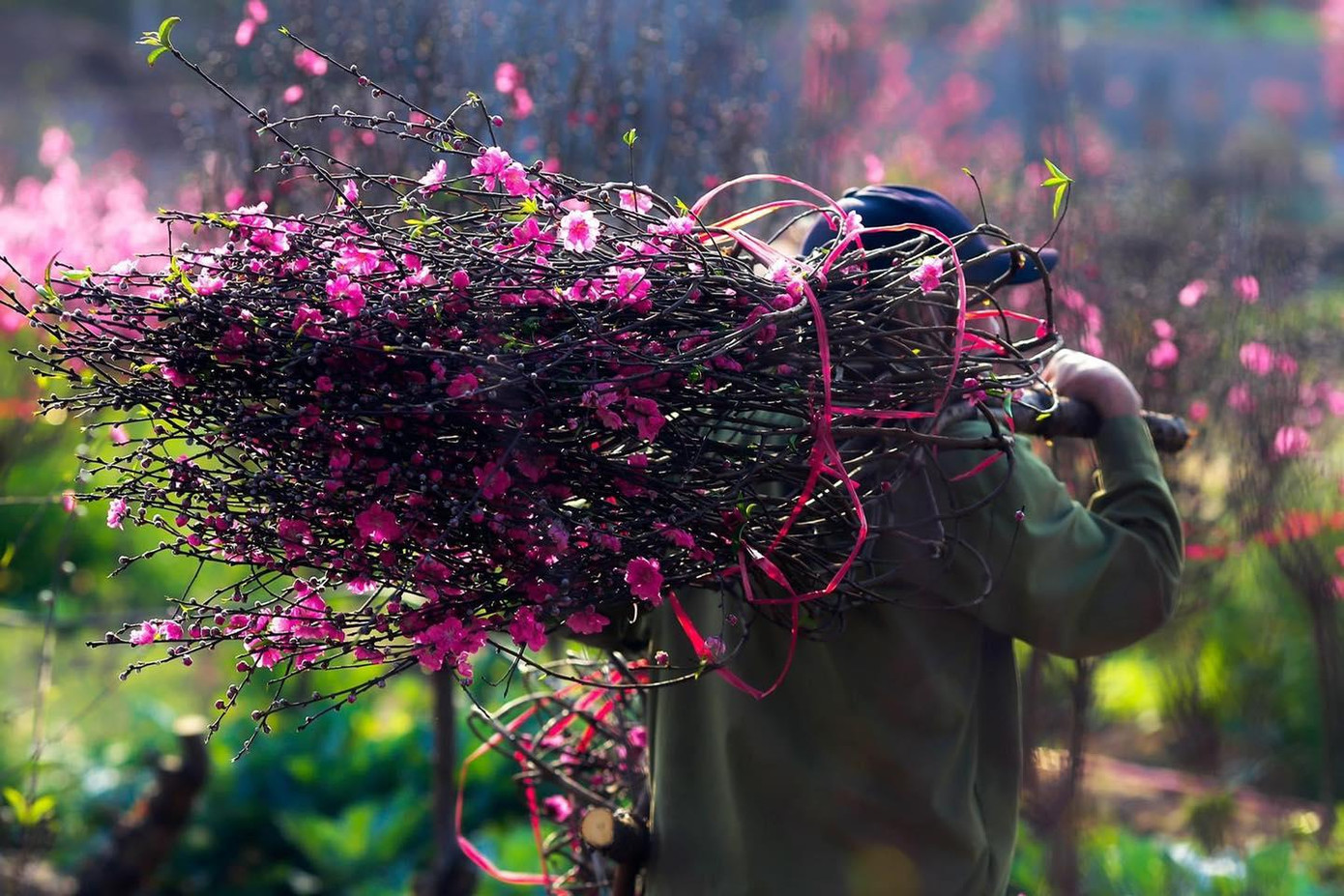 Đào Nhật Tân luôn mang nét đẹp riêng, nếu người sành chơi sẽ dễ dàng nhận ra. Ảnh: TUNG CAO Đào Nhật Tân luôn mang nét đẹp riêng, nếu người sành chơi sẽ dễ dàng nhận ra. Ảnh: TUNG CAO