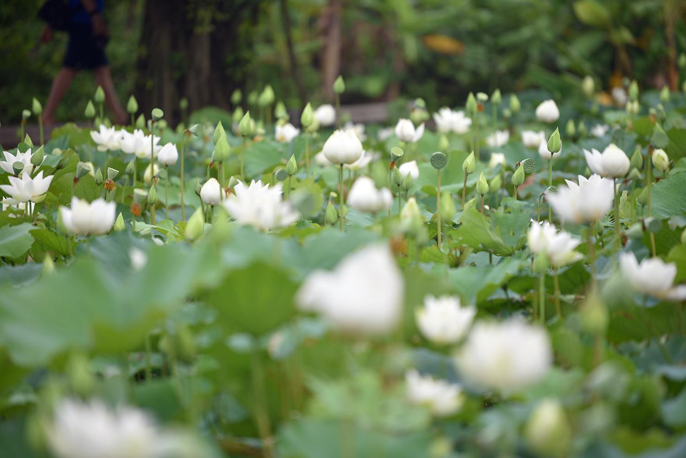Đầm sen trắng tinh khôi ở xã Tam Hưng, Huyện Thanh Oai (Hà Nội) đang là địa điểm thu hút nhiều bạn trẻ đến đây chụp ảnh và chiêm ngưỡng.