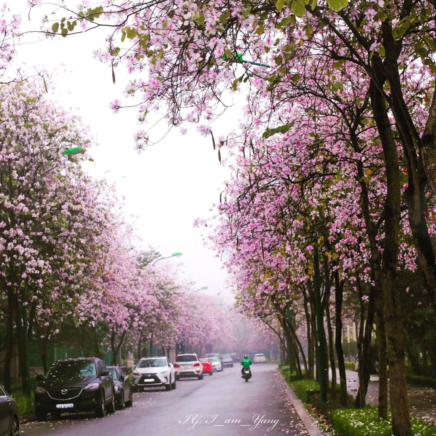 Con đường hoa ban nổi tiếng được nhiều bạn trẻ "check-in". Ảnh: THUỲ DƯƠNG Con đường hoa ban nổi tiếng được nhiều bạn trẻ "check-in". Ảnh: THUỲ DƯƠNG