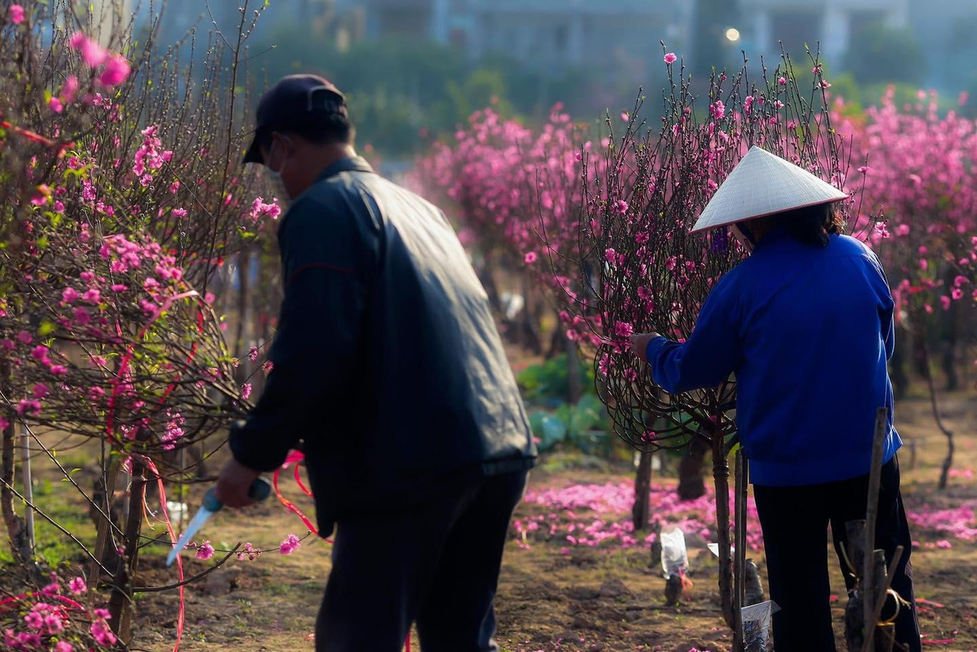 Cảnh tượng mua bán nhộn nhịp giữa vựa đào Nhật Tân. Ảnh: TUNG CAO Cảnh tượng mua bán nhộn nhịp giữa vựa đào Nhật Tân. Ảnh: TUNG CAO