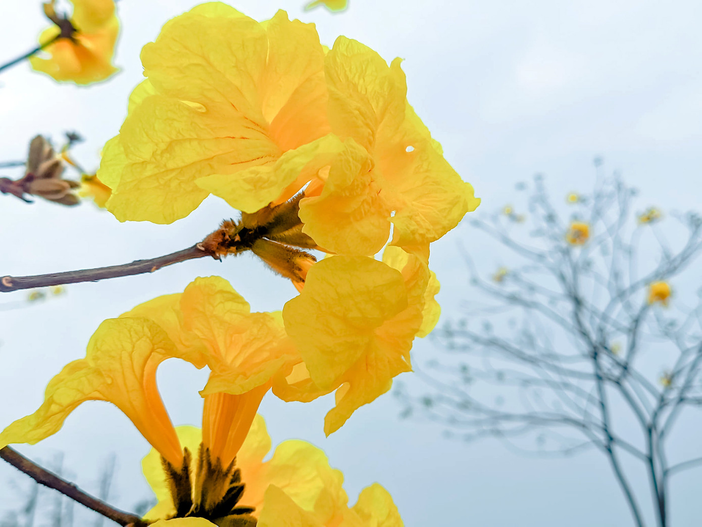 Màu vàng đặc trưng của loài cây này khiến bao người phải say mê. Ảnh: VƯƠNG LỘC