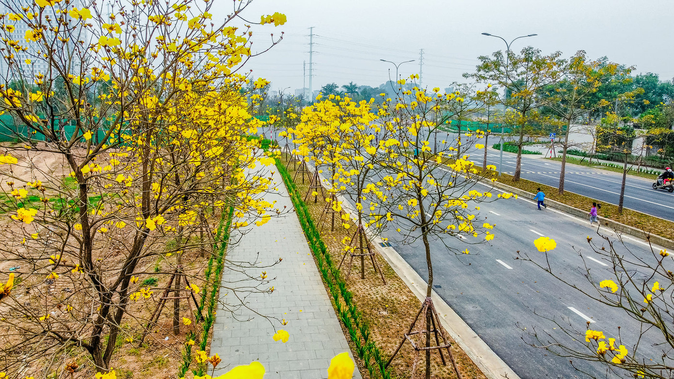 Hàng cây nở rộ với màu vàng rực rỡ, thu hút nhiều người đến tham quan, chụp ảnh mỗi ngày. Ảnh: VƯƠNG LỘC