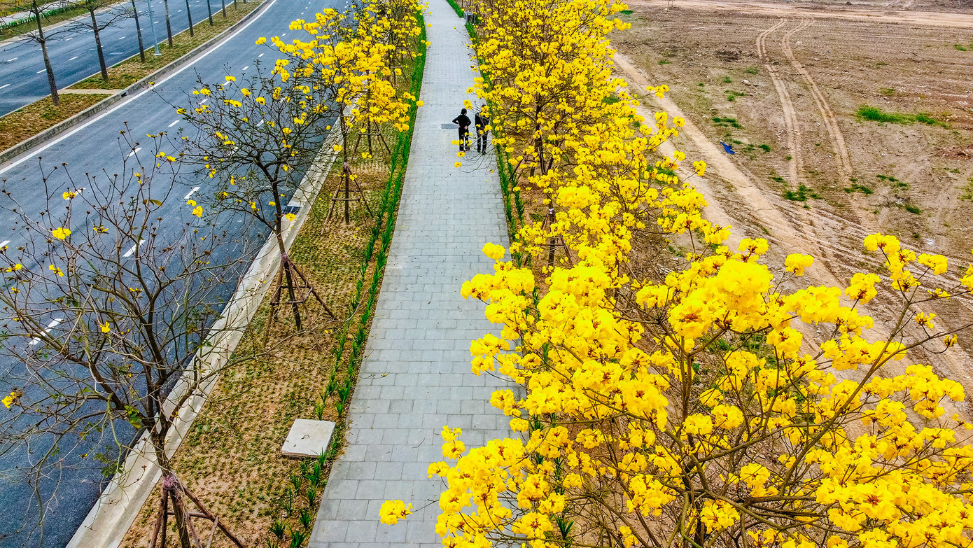 Cây phong linh nở vào mùa Xuân từ khoảng tháng Hai đến tháng Năm, khi tiết trời mát mẻ. Hoa phong linh mọc thành chùm giống như chiếc chuông đung đưa trong gió. Ảnh: VƯƠNG LỘC