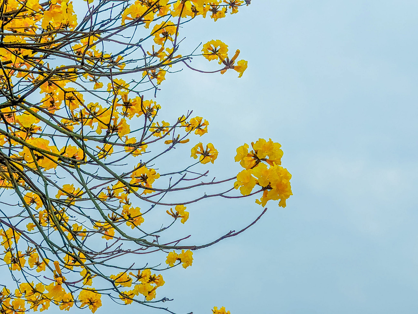 Phương Linh (Học viện Báo chí - Tuyên truyền) đã chọn cho mình một vị trí đẹp để chụp ảnh. "Mình rất thích loài hoa này, nhưng trước đây mình tình cờ biết đến loài hoa này khi đi qua một khu công nghiệp lớn ở Bắc Giang, do chưa có điều kiện nên mình chưa đi chụp được. Năm nay, mình đã thuê cả thợ ảnh đến để giúp mình có những bức ảnh thật đẹp với loài hoa mới là này”.