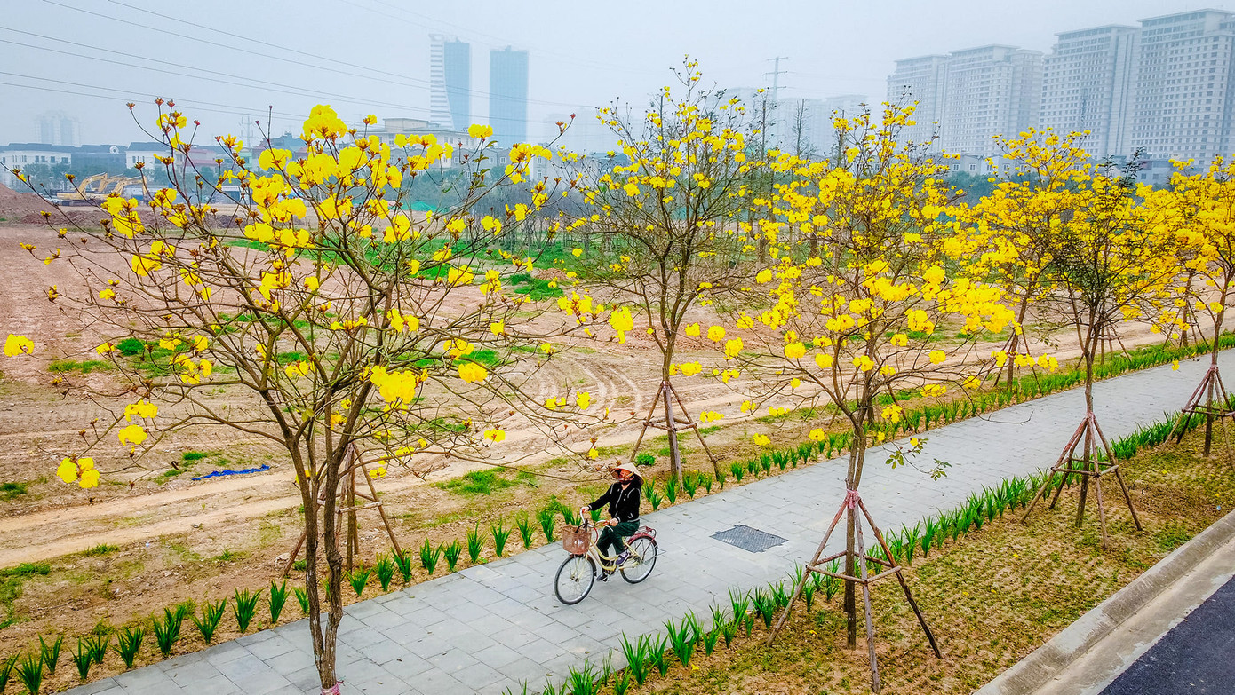 Tại phường La Khê, Hà Đông, Hà Nội, hàng trăm cây phong linh đang nở hoa rực rỡ tạo nên hình ảnh con đường hoa màu vàng hiếm có ở Thủ đô. Ảnh: VƯƠNG LỘC