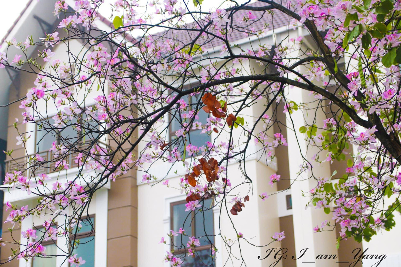 Một góc ban công với loài hoa Tây Bắc. Ảnh: THUỲ DƯƠNG Một góc ban công với loài hoa Tây Bắc. Ảnh: THUỲ DƯƠNG