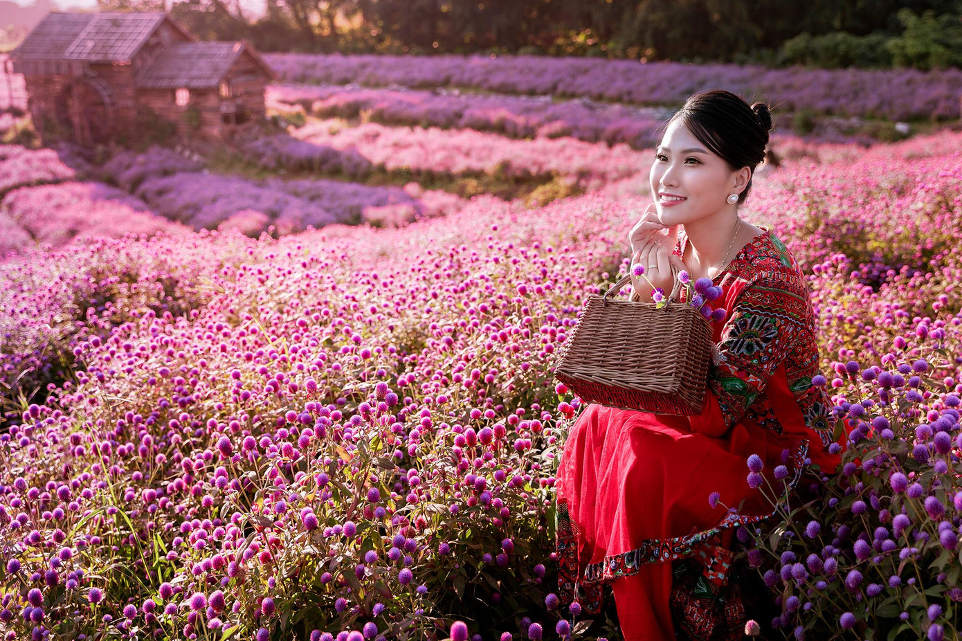 Trên cánh đồng hoa bách nhật tím nở rộ, thu hút nhiều bạn trẻ đến chụp ảnh, đặc biệt trong dịp cuối tuần.