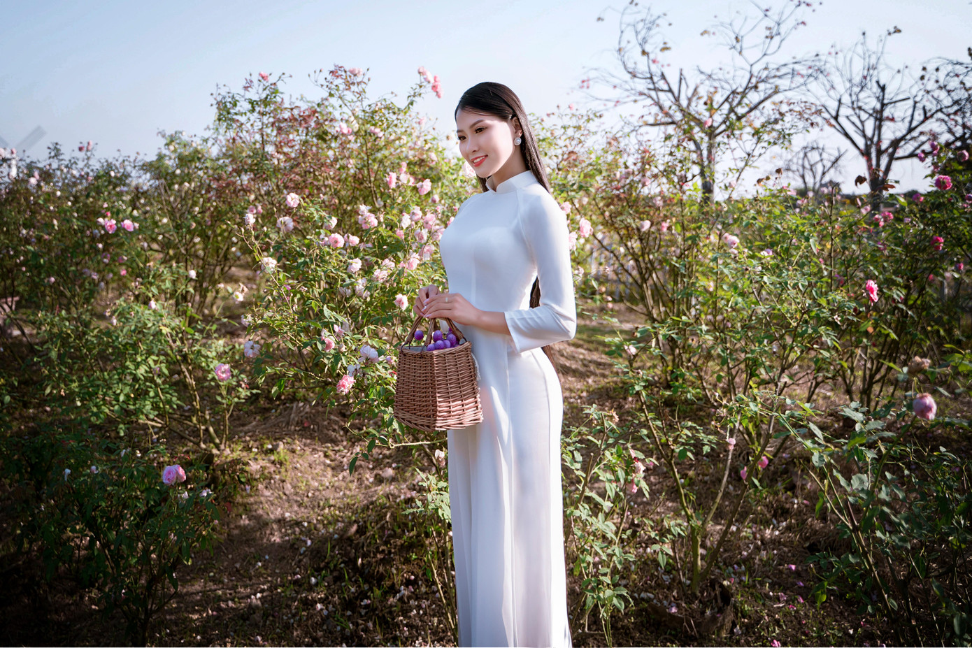 Cánh đồng hoa bách nhật tím lịm như trời Âu ở Thạch Cầu (Long Biên, Hà Nội) đang thu hút rất nhiều bạn trẻ tới vui chơi, chụp ảnh.