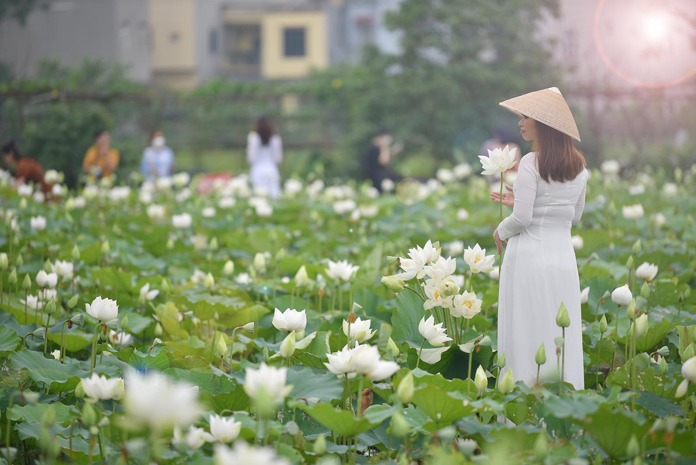 Đầm sen trắng nhẹ nhàng, tinh khiết.