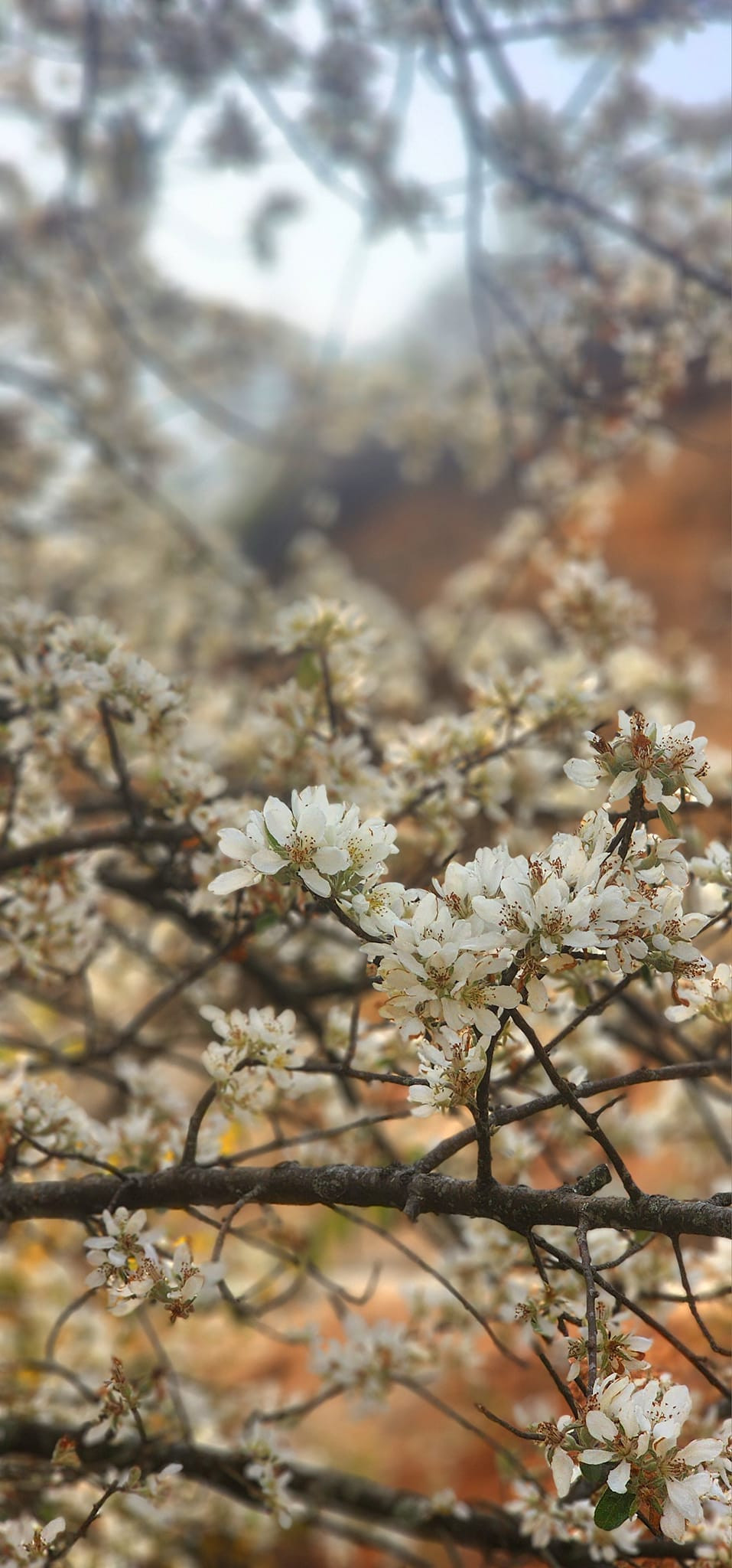 Loài cây này không chỉ là đặc sản của vùng cao Tây Bắc, mà còn mang một nét đẹp vào mùa Xuân về.