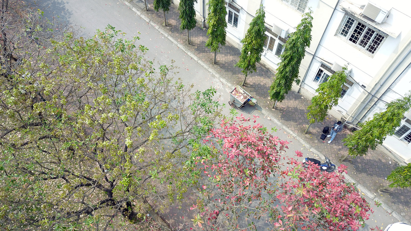 Một số cây đã bắt đầu thay lá mới. Ảnh: DƯƠNG TRIỀU Một số cây đã bắt đầu thay lá mới. Ảnh: DƯƠNG TRIỀU