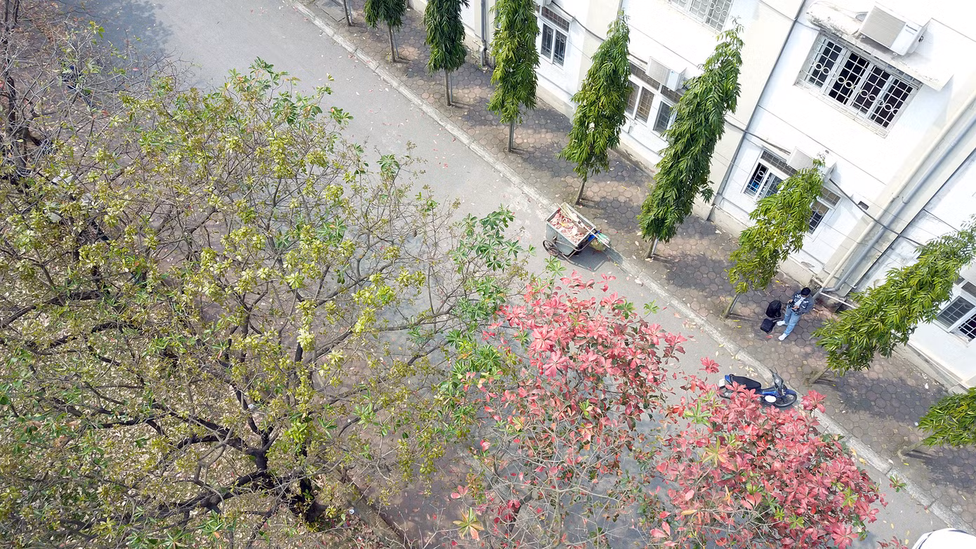 Một số cây đã bắt đầu thay lá mới. Ảnh: DƯƠNG TRIỀU Một số cây đã bắt đầu thay lá mới. Ảnh: DƯƠNG TRIỀU