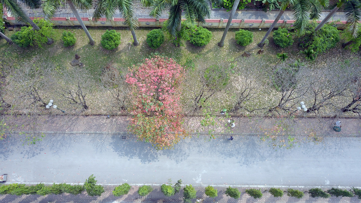 Hàng cây lộc vừng dài khoảng 100m. Ảnh: DƯƠNG TRIỀU Hàng cây lộc vừng dài khoảng 100m. Ảnh: DƯƠNG TRIỀU