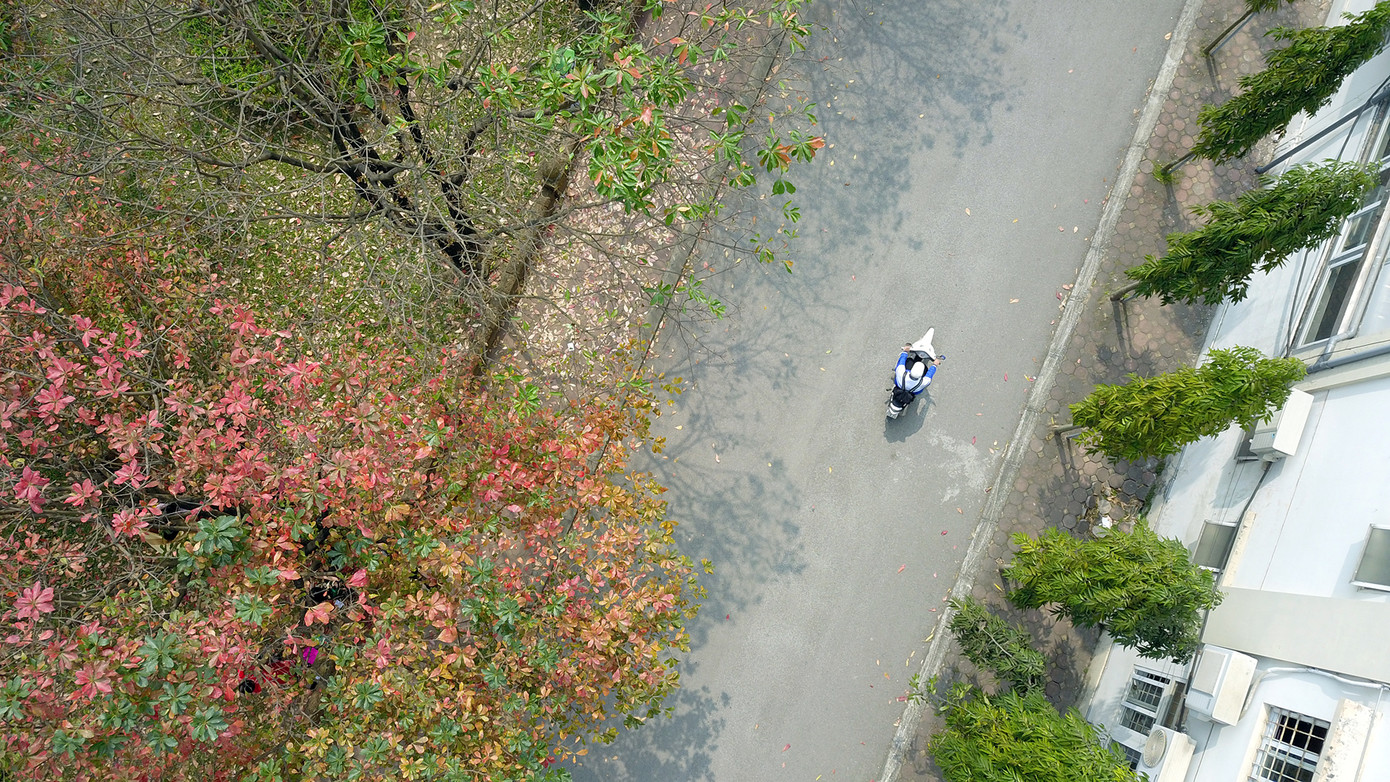 Con đường lãng mạn đang thay lá. Ảnh: DƯƠNG TRIỀU Con đường lãng mạn đang thay lá. Ảnh: DƯƠNG TRIỀU