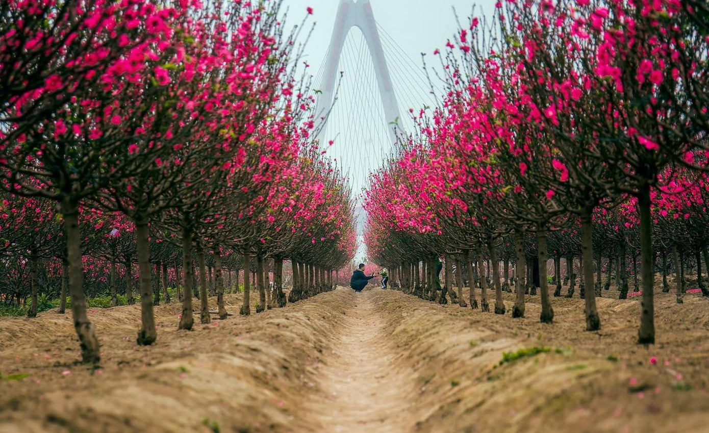 Vườn đào nở "đỏ rực" khu vực Nhật Tân (Tây Hồ, Hà Nội). Ảnh: TUNG CAO Vườn đào nở "đỏ rực" khu vực Nhật Tân (Tây Hồ, Hà Nội). Ảnh: TUNG CAO