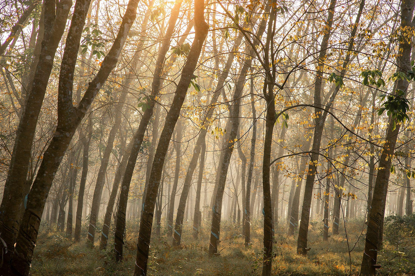 Các tuyến đường giao thông liên thôn qua rừng cao su Cần Nôm là đường đất đỏ, trước đây thường sình lầy vào mùa mưa và bụi mù vào ngày nắng, ngày nay được địa phương đầu tư hạ tầng, trải nhựa sạch sẽ. Ảnh: VIÊN DIỆU PHÁT