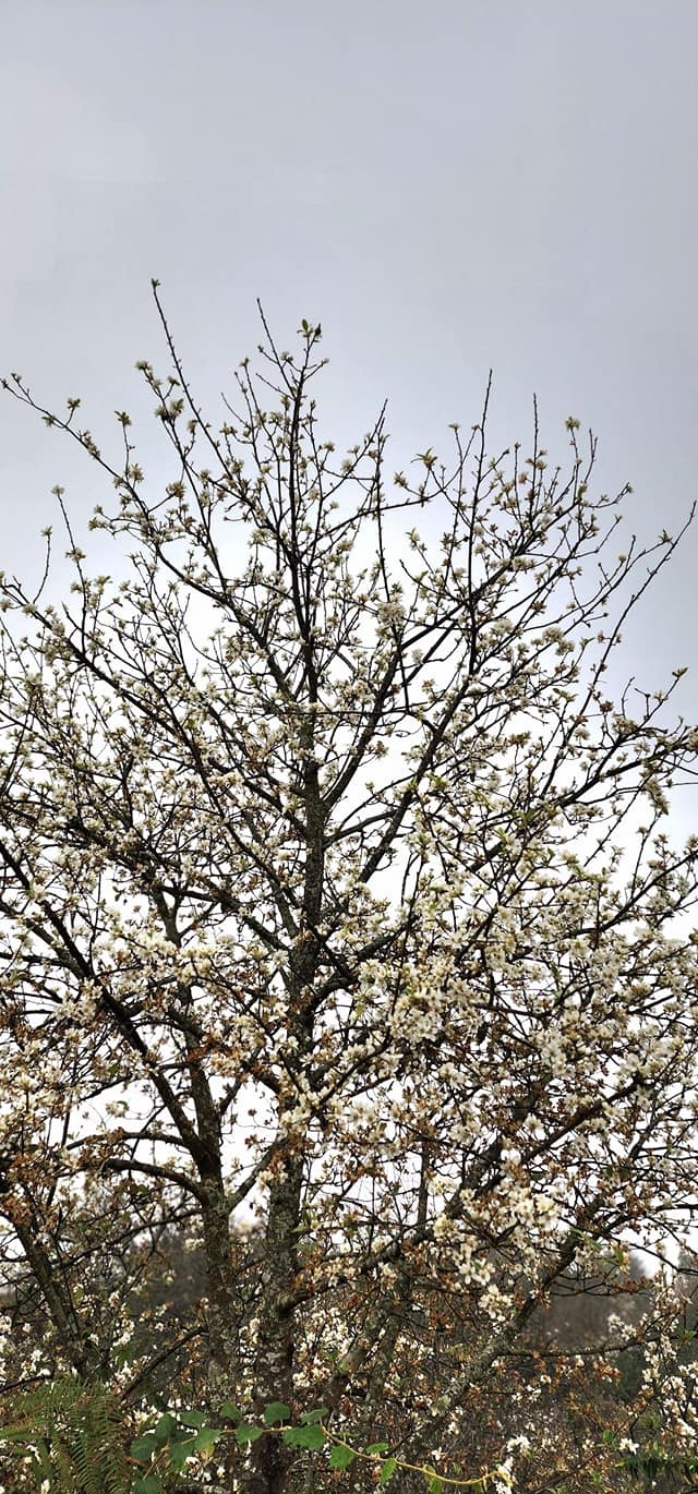 Loài cây này không chỉ là đặc sản của vùng cao Tây Bắc, mà còn mang một nét đẹp vào mùa Xuân về.