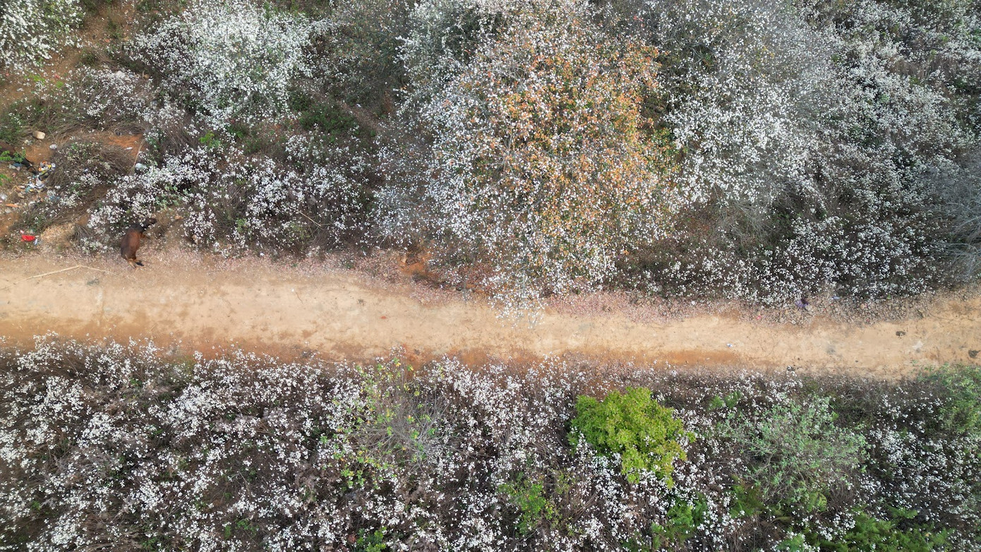 Đến với Ngọc Chiến (Sơn La) vào đúng dịp này, các bạn trẻ được hòa vào không gian văn hóa các dân tộc Thái, Mông… chiêm ngưỡng những điệu nhảy, điệu múa cùng những bài khèn Mông, tô thêm nét văn hóa độc đáo, tạo nên sự náo nhiệt và làm xao xuyến du khách. Ảnh: NGUYỄN NGỌC HẢI