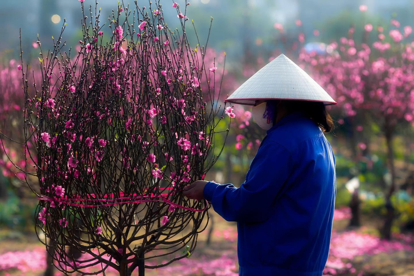 Nhiều chủ vườn tranh thủ chuẩn bị những khâu cuối cùng trước khi thu hoạch. Ảnh: TUNG CAO Nhiều chủ vườn tranh thủ chuẩn bị những khâu cuối cùng trước khi thu hoạch. Ảnh: TUNG CAO