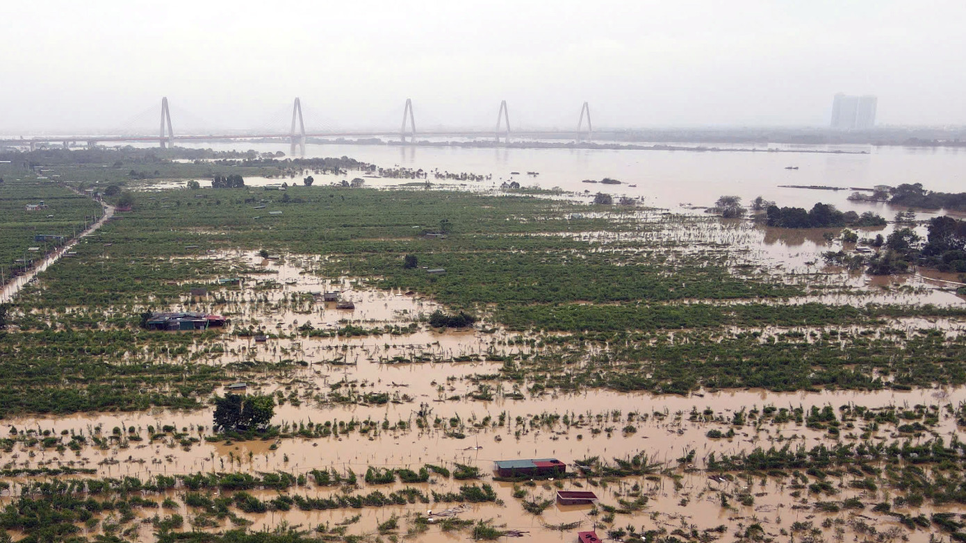 Làng hoa Phú Thượng cách đó không xa cũng không thoát khỏi cảnh biển nước tràn vào ruộng hoa.