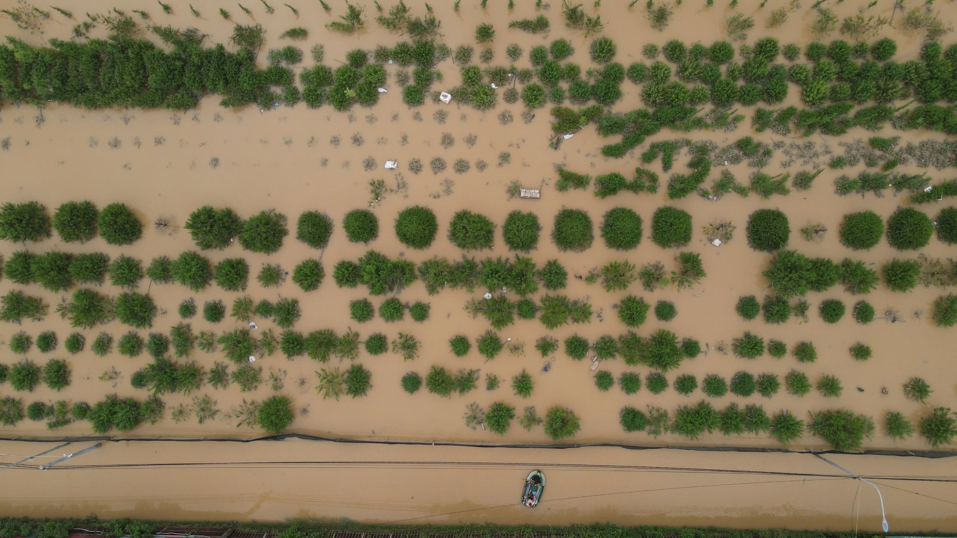Làng hoa Phú Thượng cách đó không xa cũng không thoát khỏi cảnh biển nước tràn vào ruộng hoa.