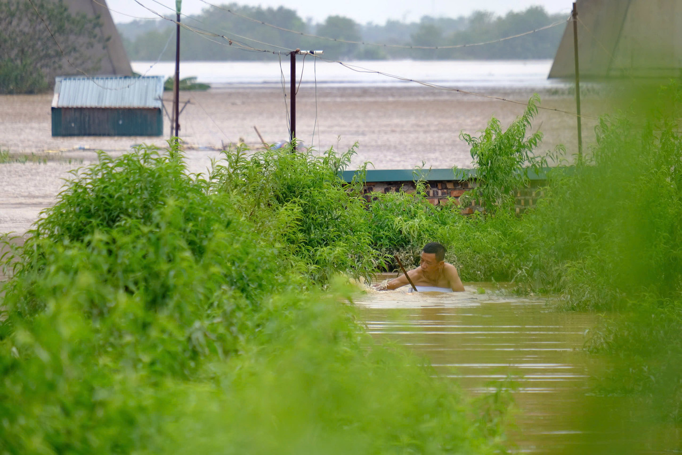 Một số người dân tranh thủ ra vườn xem xét lại tài sản hoa màu, chờ nước rút.