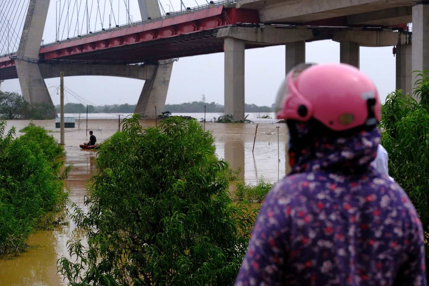 Chủ một vườn đào thất thần tiếc cho thành quả của nhiều ngày công lao động.