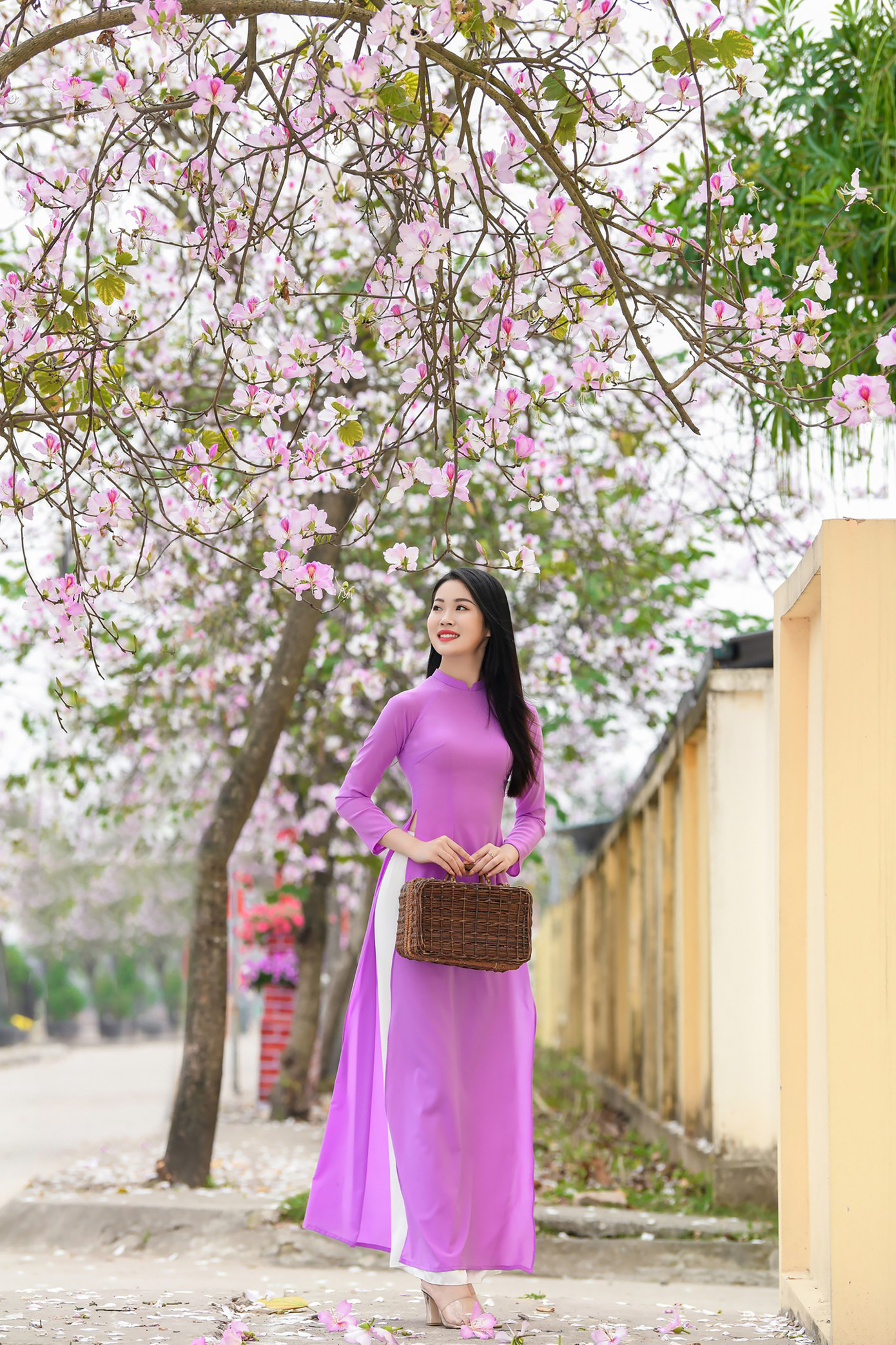 Sắc tím của loài hoa vùng núi Tây Bắc. Ảnh: LÊ XUÂN BÁCH