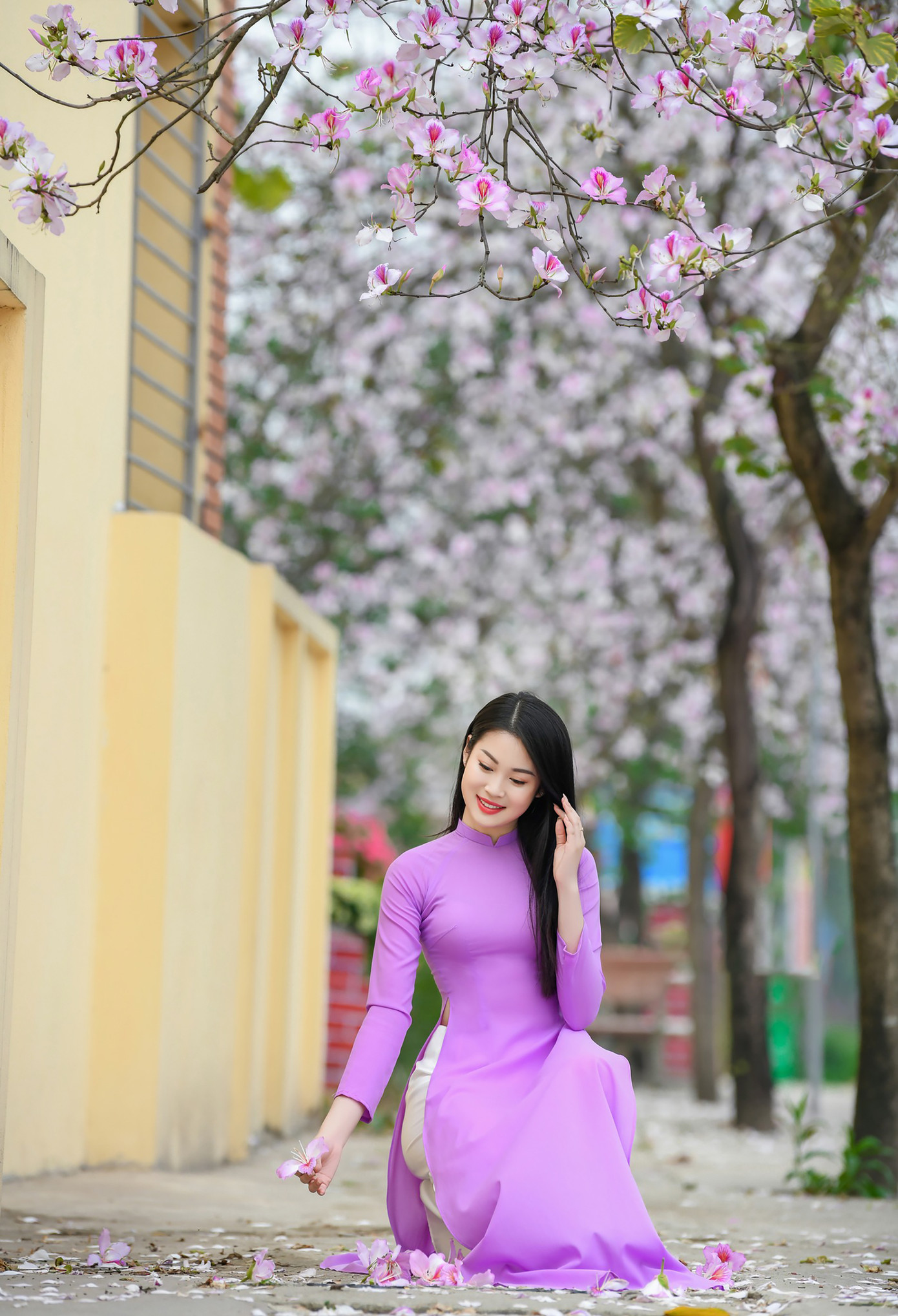 Những cánh hoa ban khoe sắc tím. Ảnh: LÊ XUÂN BÁCH