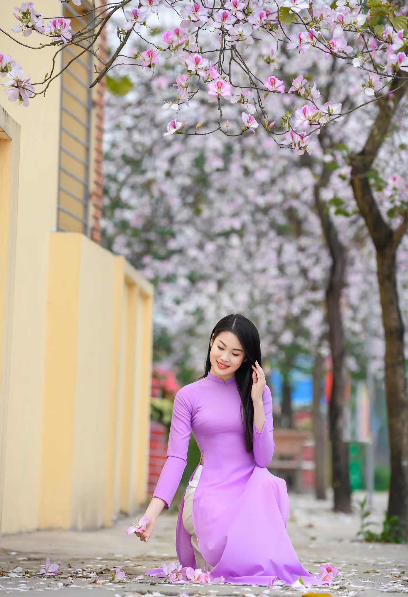 Những cánh hoa ban khoe sắc tím. Ảnh: LÊ XUÂN BÁCH