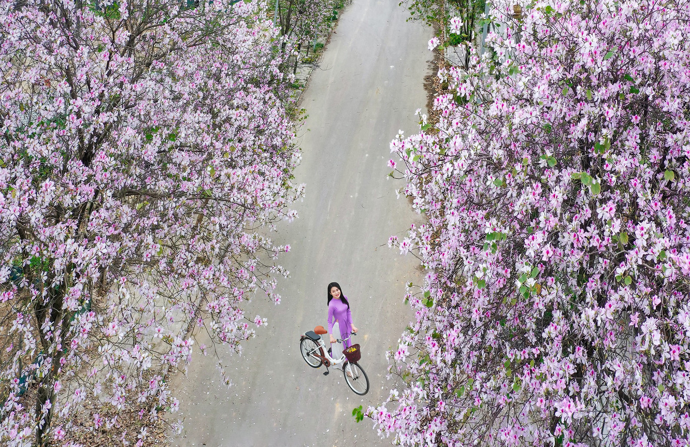 Hàng hoa ban khoe sắc tím, nhìn từ trên cao. Ảnh: LÊ XUÂN BÁCH