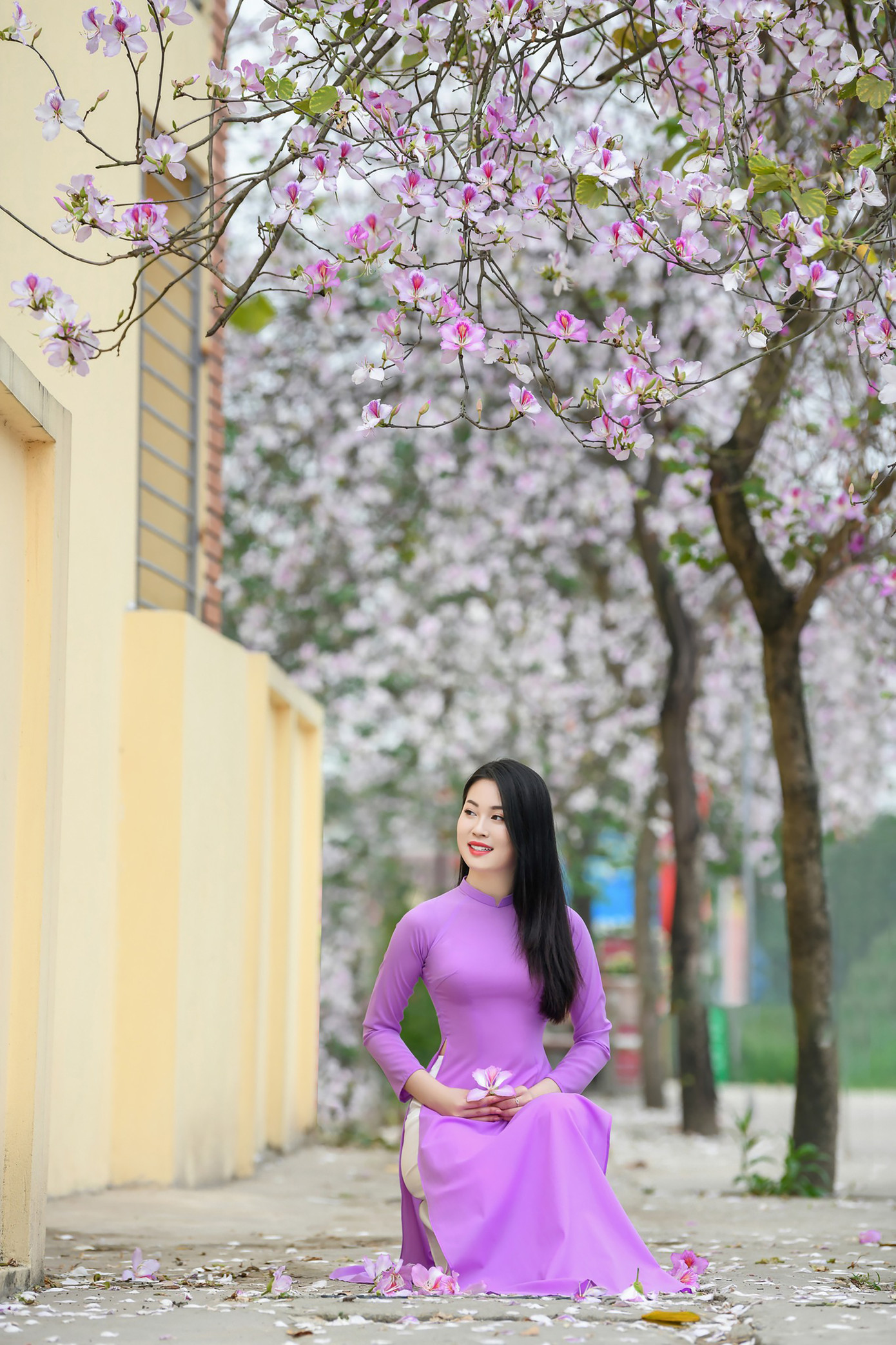 Con đường hoa ban với hàng trăm cây được trồng. Ảnh: LÊ XUÂN BÁCH