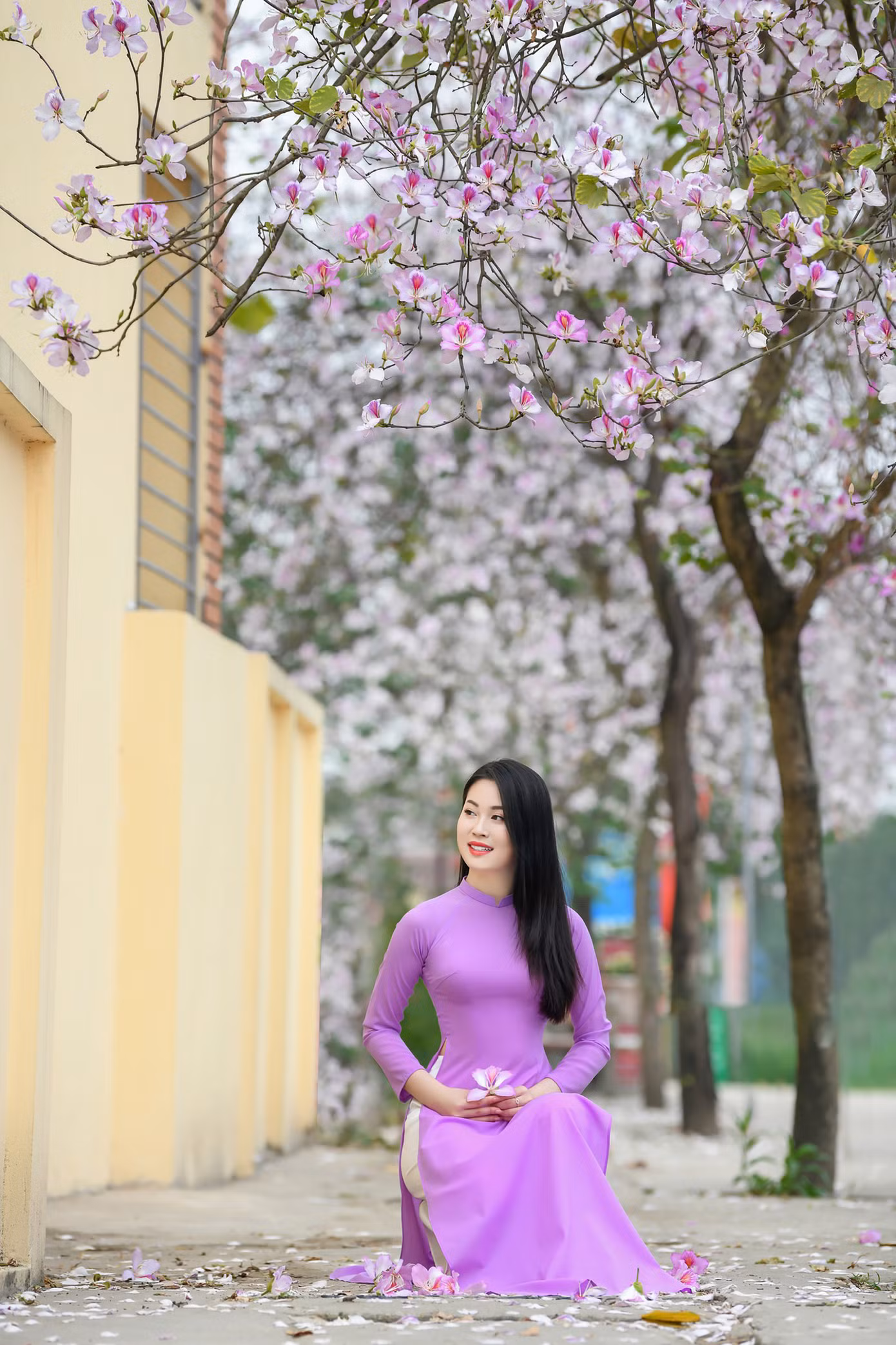 Con đường hoa ban với hàng trăm cây được trồng. Ảnh: LÊ XUÂN BÁCH