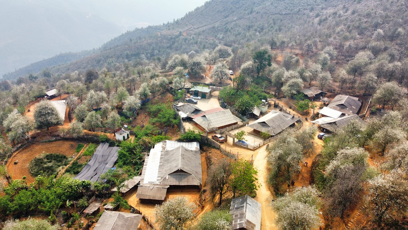 Cây sơn tra trên vùng đất Sơn La vào dịp này đang bắt đầu bung nở, với sắc trắng tinh khôi.