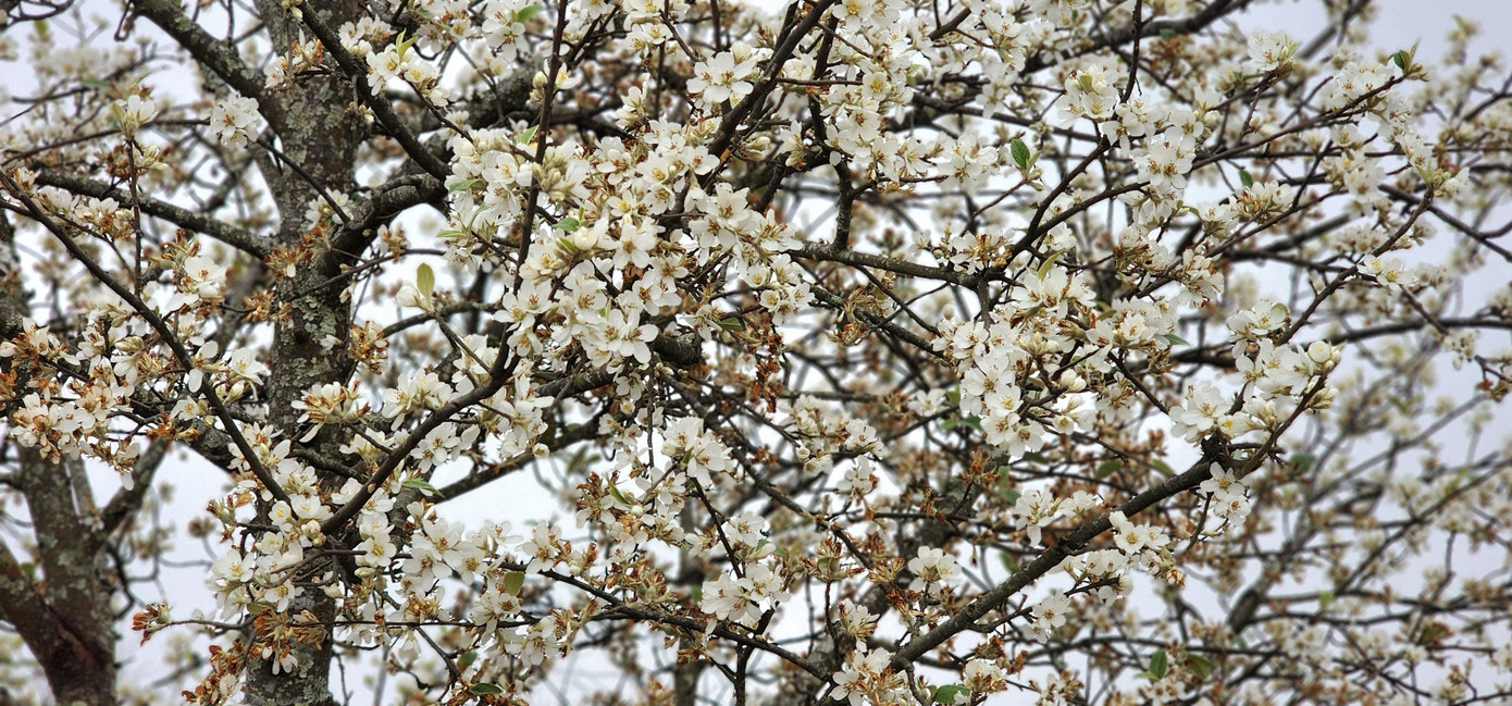 Loài cây này không chỉ là đặc sản của vùng cao Tây Bắc, mà còn mang một nét đẹp vào mùa Xuân về.