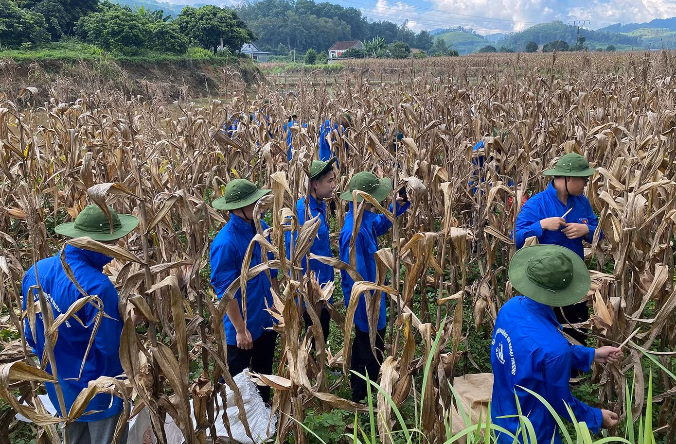 Thành Đoàn, Hội Sinh viên TP. Hà Nội phối hợp cùng các tỉnh, thành đoàn như Lạng Sơn, Hà Giang, Hải Phòng, Quảng Bình, Phú Thọ, Nam Định, Nghệ An... trong công tác điều phối đội hình tình nguyện, tham gia xây dựng công trình, triển khai phần việc tại địa bàn thuộc các tỉnh, thành.