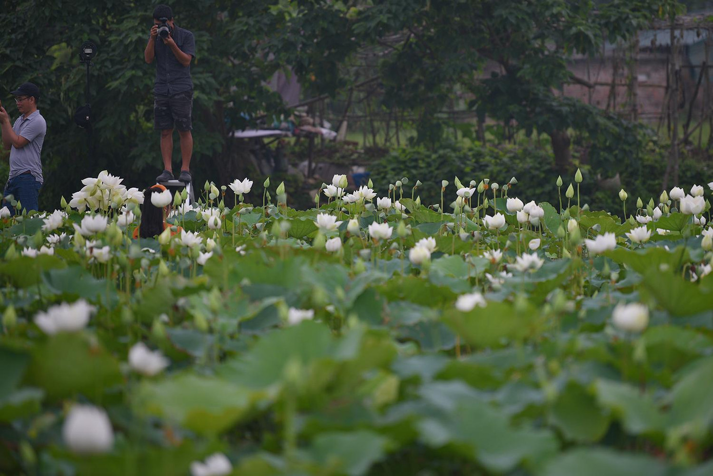 Họ chờ đợi khoảnh khắc để chụp được tấm hình ưng ý.