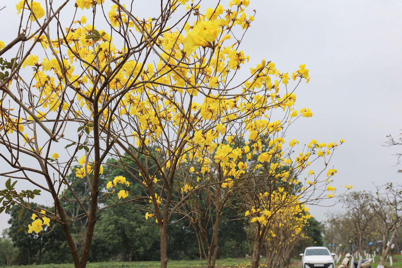Hàng trăm cây hoa phong linh đang nở rộ tại ĐHQG Hà Nội, cơ sở Hoà Lạc. Hàng trăm cây hoa phong linh đang nở rộ tại ĐHQG Hà Nội, cơ sở Hoà Lạc.