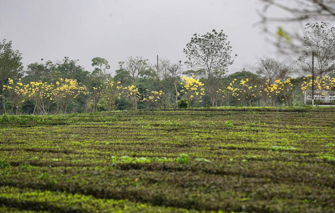 Hàng cây với màu vàng nổi bật thu hút hàng trăm sinh viên check-in. Hàng cây với màu vàng nổi bật thu hút hàng trăm sinh viên check-in.