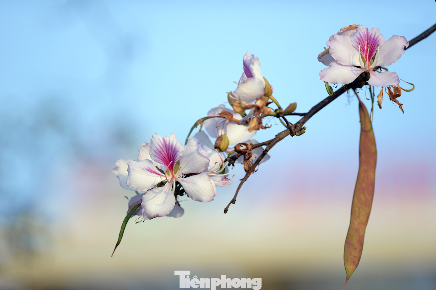 Loài hoa mang màu trắng tím và hồng, vừa dịu dàng, vừa thuần khiết chinh phục trái tim bao lữ khách ghé qua.